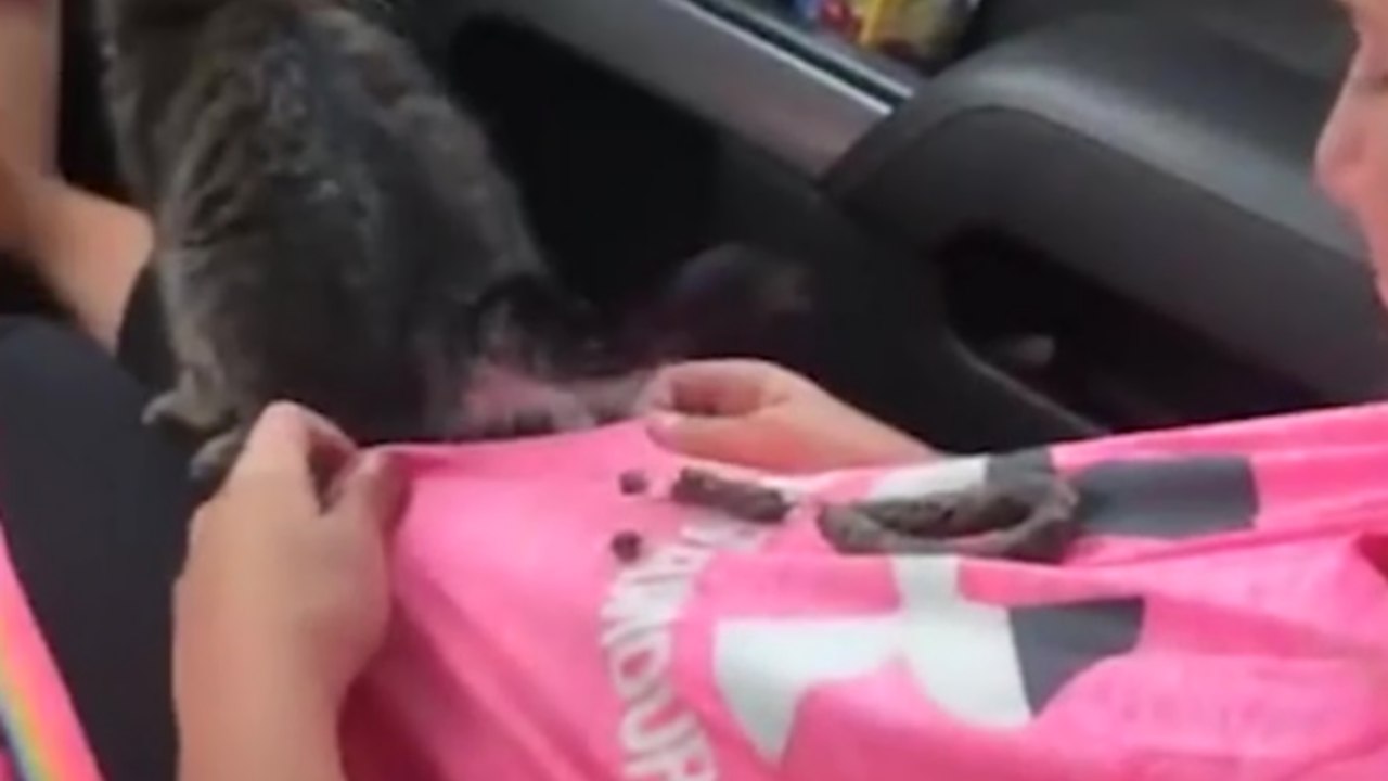 Un chaton fait caca sur une petite fille