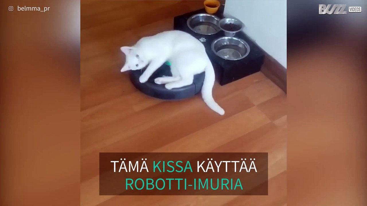 Video: Nälkäinen kissa ajelee robotti-imurilla