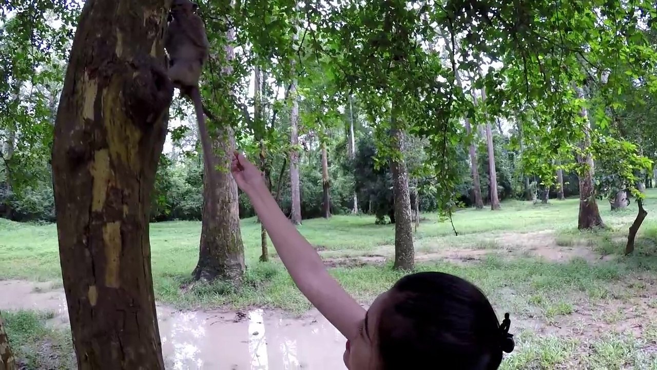 Funny Monkey And CUTE GIRL