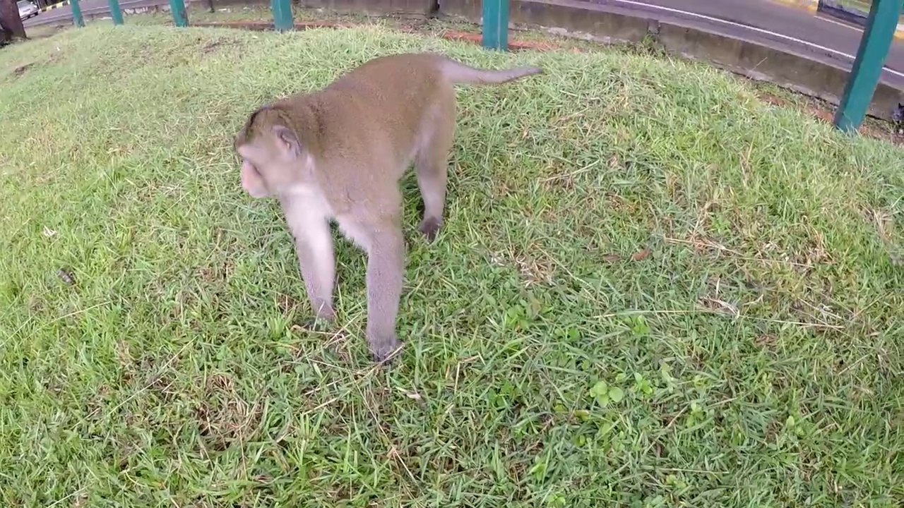 Funny Video Monkeys 2018 (2)