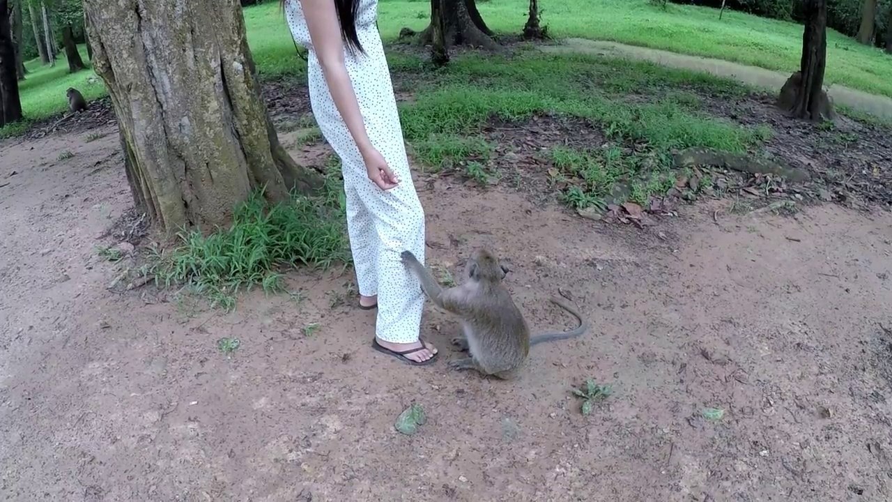 Funny Video Monkeys 2018 (3)