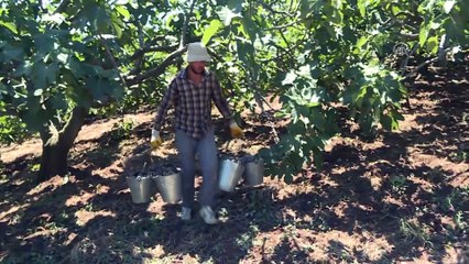 'Fiyatı 12 liraya çıktı ihracatçıların telefonları sustu' - BURSA