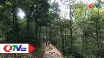 Khám phá rừng xích tùng cổ Yên Tử - QTV
