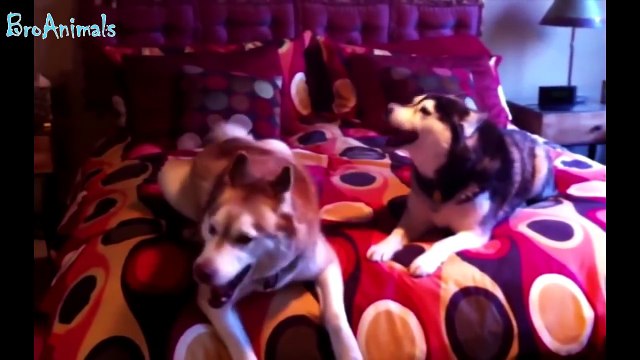 ПРИКОЛЫ С ЖИВОТНЫМИ, приколы с собаками подборка - FUN WITH ANIMALS, funny dogs compilation #417