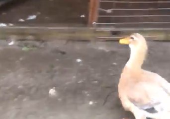 Don't Quack It Up: Officers Corral Loose Ducks Into Pen During Hurricane Florence