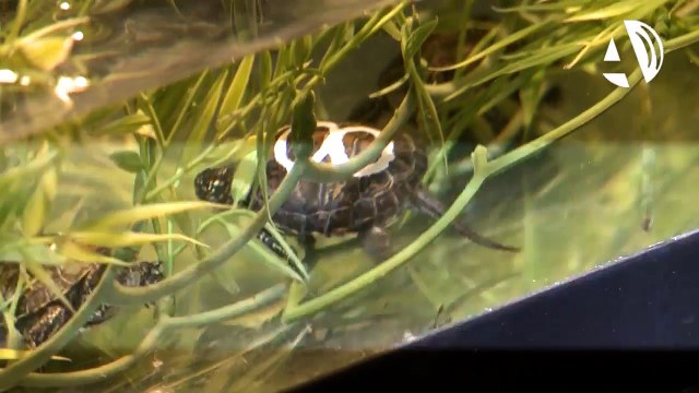 El Acuario de Zaragoza cuenta con nuevas crías de Galápago Europeo