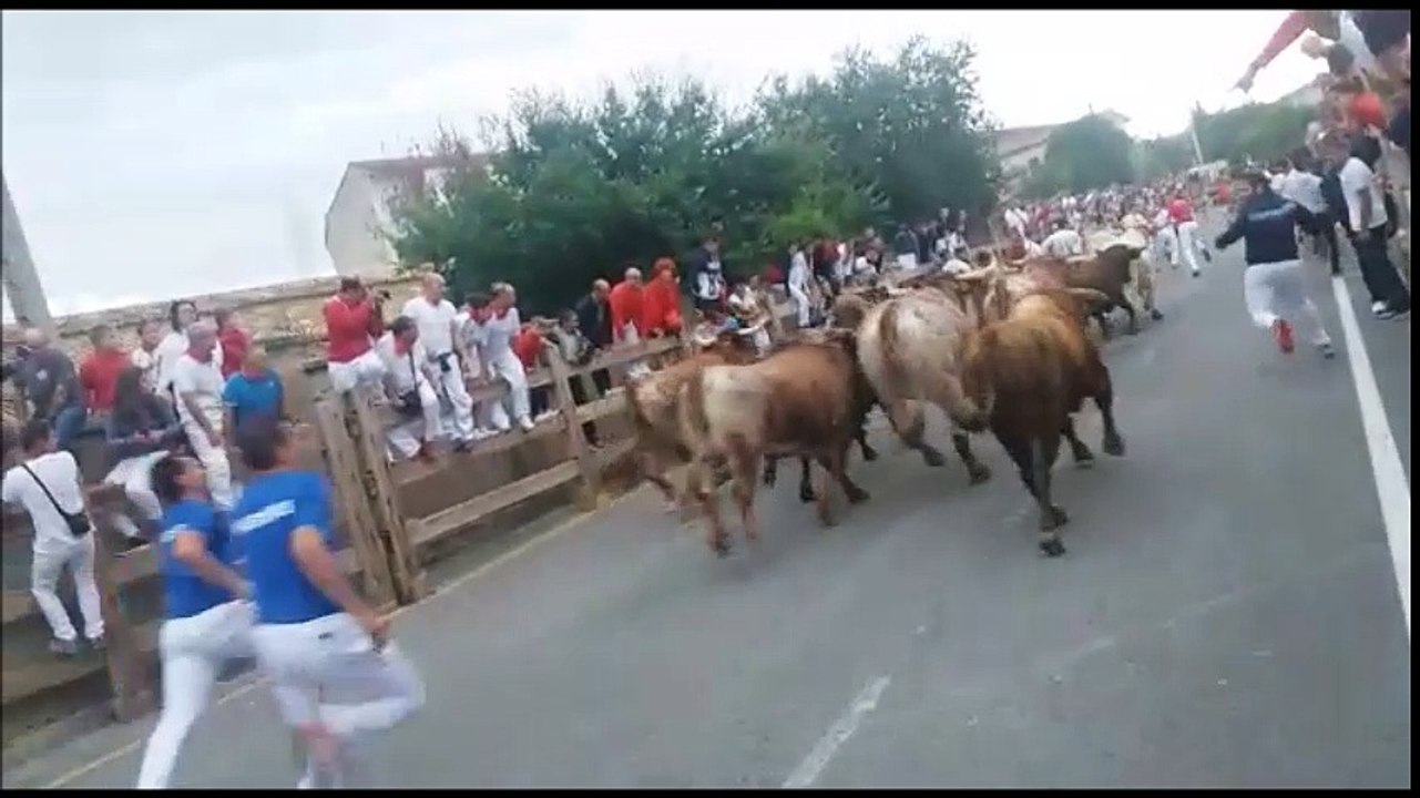 Los tres encierros de Sangüesa en una mañana: así se han paseado los toros de Merino por las calles del pueblo