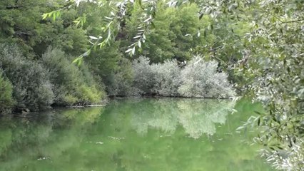 Karagöl'e 5 Bin Abant Alası Bırakıldı