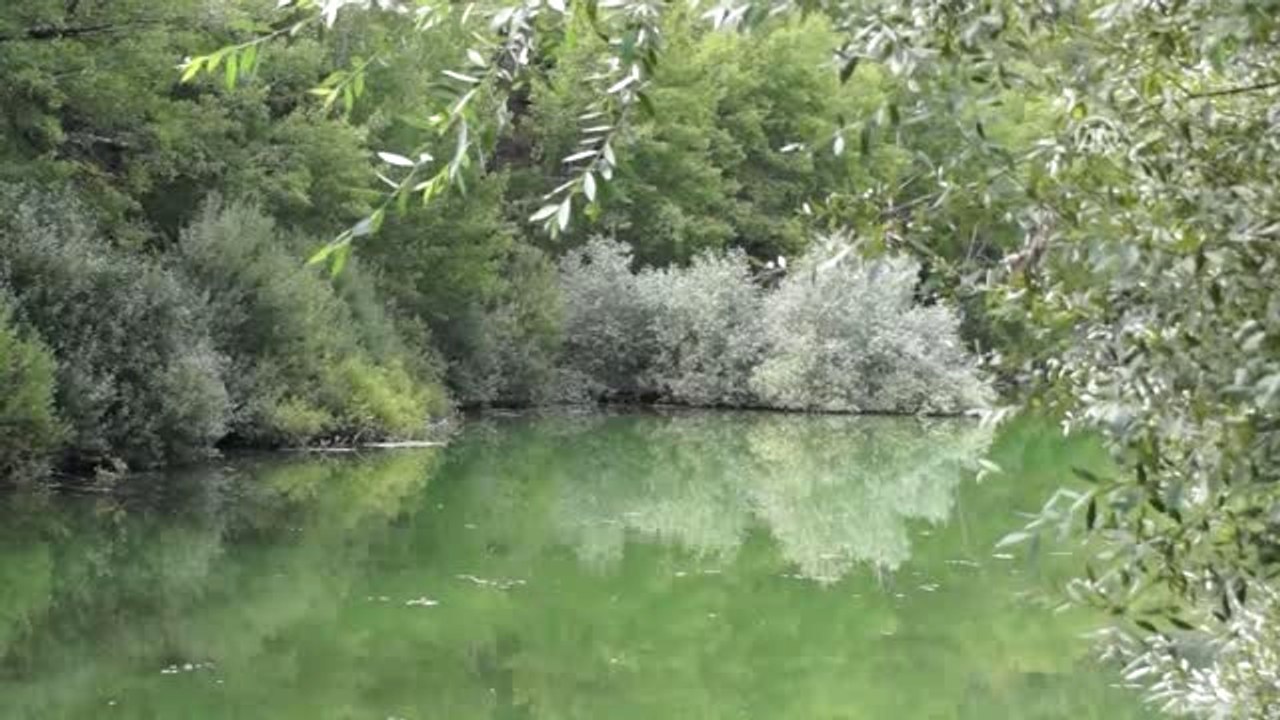 Karagöl'e 5 Bin Abant Alası Bırakıldı