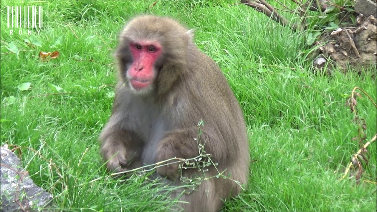 Macaque du Japon :)