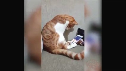 Un chat voit son maître décédé récemment sur une vidéo et sa réaction va vous faire fondre en larmes