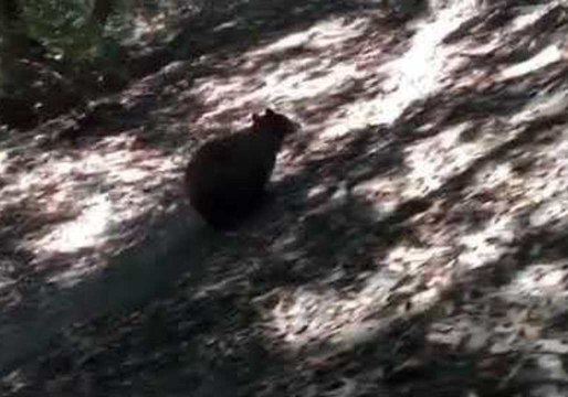 Charging Bear Interrupts Family Hike in California
