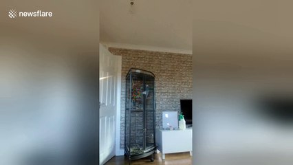 Pet parrot calls Donald Trump a rude word