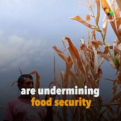 Climate Change Causes Malnutrition In The Pacific Islands