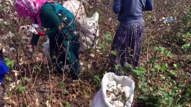 Adana’nın yerli ve milli pamuğunun hasadı başladı