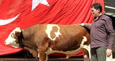 Doğuştan 'Ay-Yıldızlı' Boğa, 29 Ekim'de Kurban Edilmek Üzere Başkan Erdoğan'a Hediye Edilecek