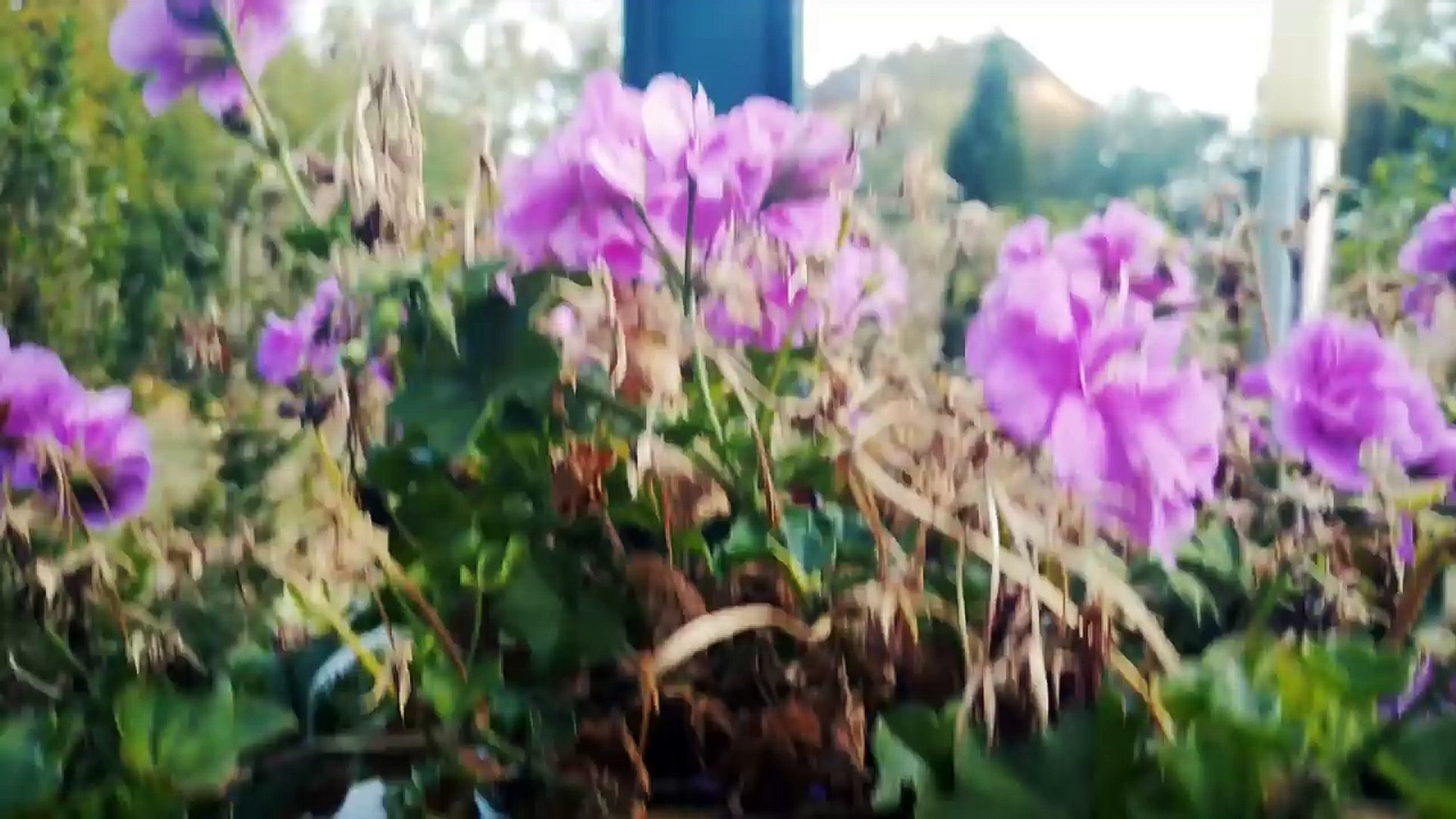 ⁣İsmail YK - Belki Beni Hiç Sevmiyor