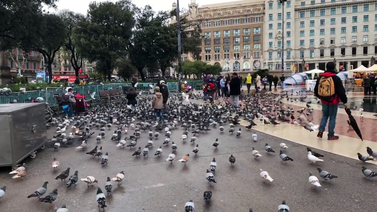Children feeding pigeons