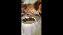 Dog respectfully rejects her dog food