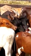 Brésil : Une vache à trois cornes ! LOL