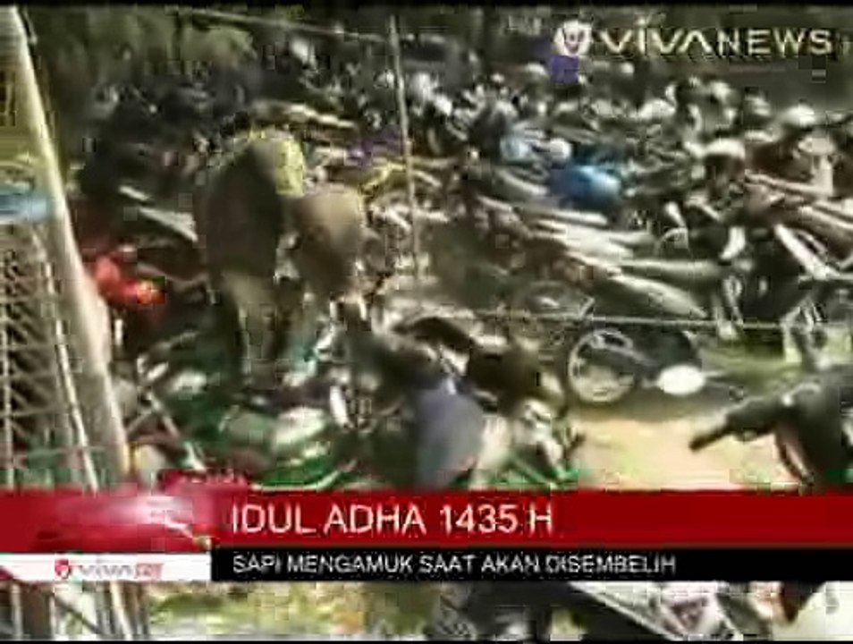 Sapi Kurban Mengamuk Saat Akan Disembelih