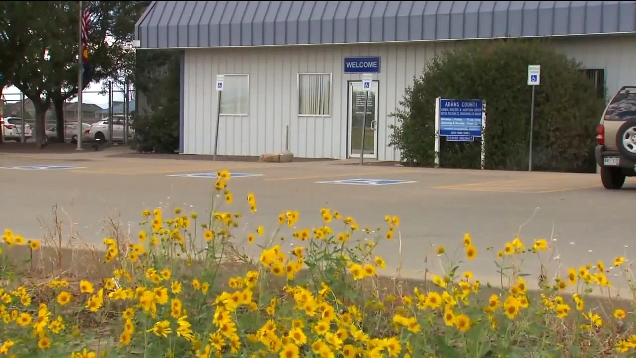 Family Says Shelter Euthanized Their Missing Dog for No Reason