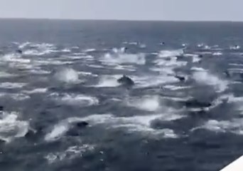 Dolphin 'Stampede' Spotted Off Californian Coast
