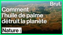 La culture de l'huile de palme menace la planète