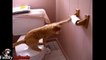 Funny Cats Vs Toilet Paper Compilation 2017 - Funny Cat Videos