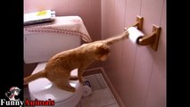 Funny Cats Vs Toilet Paper Compilation 2017 - Funny Cat Videos