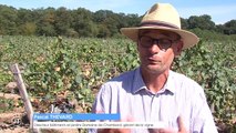 Premières vendanges du vin de Chambord - 12/09/2018