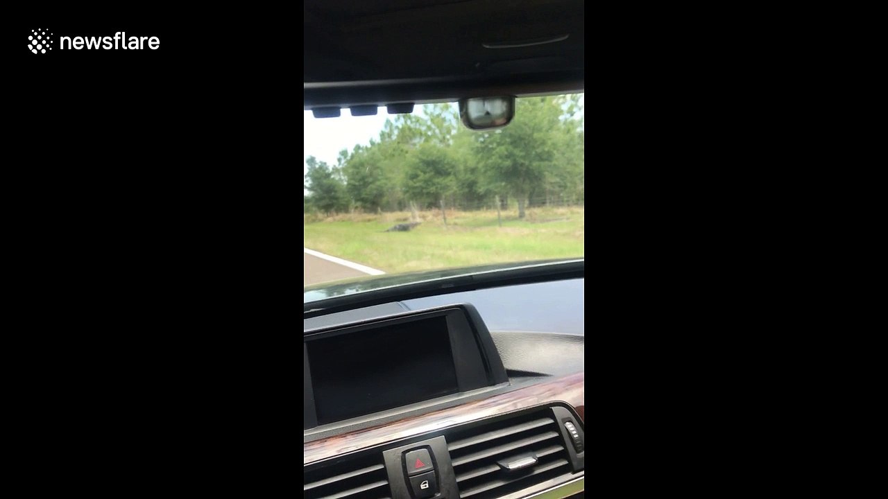 Massive alligator climbs through barbed-wired fence