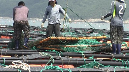 양식 어민 피해 '눈덩이'...현실적 복구 지원 절실 / YTN
