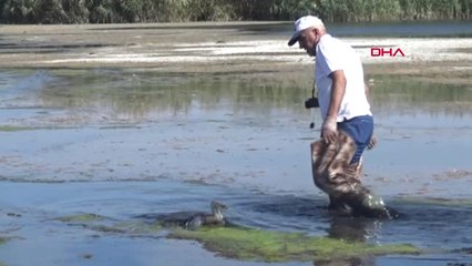 Van'daki Kuş Ölümleri İshal Sonucu Meydana Geldi'