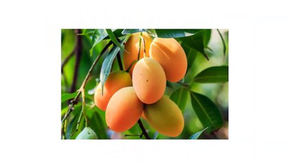 This is Exactly Why People With Diabetes Should Eat Mangoes Everyday