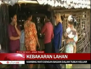 Puluhan Hewan Ternak di Ponorogo Mati Misterius