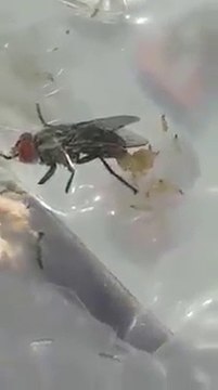 Une mouche qui pond ses asticots... vraiment Horrible