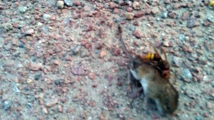 Un frelon s'en prend à une souris. Impressionnant