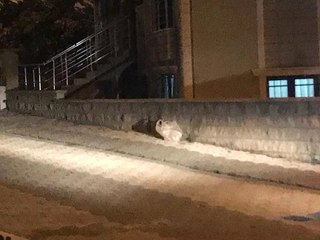 İstanbul'da Sokak Ortasındaki Poşetin İçinden 2 Adet El Bombası Çıktı