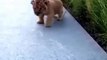 This Lion Cub Trying to Roar is the Cutest Thing Ever You Will See