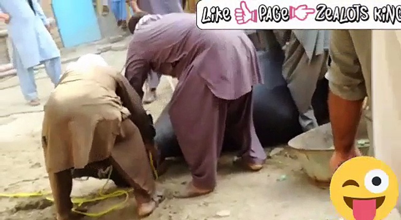 Hilarious bull