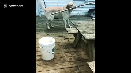 Dog learns lessons in spatial awareness