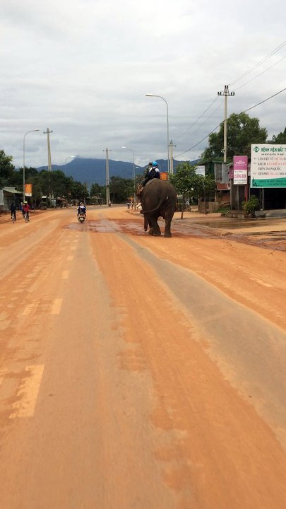Elephant School Bus