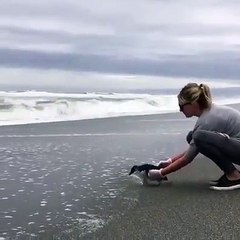 Rescued penguin set free but hesitates to go, and now I’m broken inside "After rehabilitation due to exhaustion and a head wound from plastic netting, this b