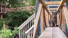 Papai constrói casa na árvore para seus gatinhos