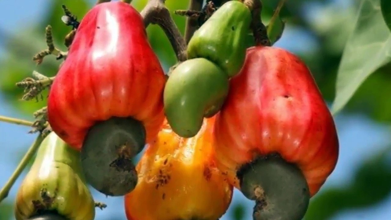 You Can Kill Bacteria That Causes Tooth Decay, Pneumonia and Tuberculosis With Only One Seed!