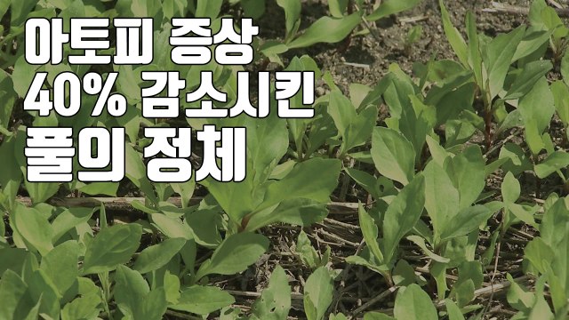 [자막뉴스] 아토피 증상 40% 감소시킨 풀의 정체 / YTN