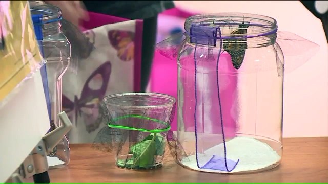 Vets Find Moments of Peace with Butterflies Ahead of Migration