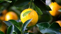 Frozen Lemons Method Will Help You Fight the Worst Diseases