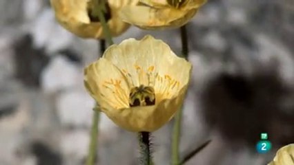 ANIMALES POLARES  - DOCUMENTAL